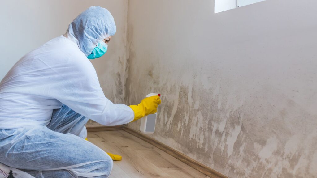 mold removal