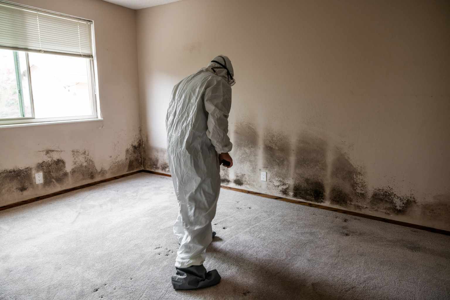 mold removal and remediation